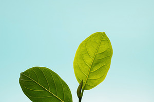 Young green plant growing from soil under blue sky representing, a Photo by salmon.black