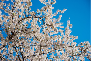 Apricot tree flower, a Nature Photo by Nature and travel