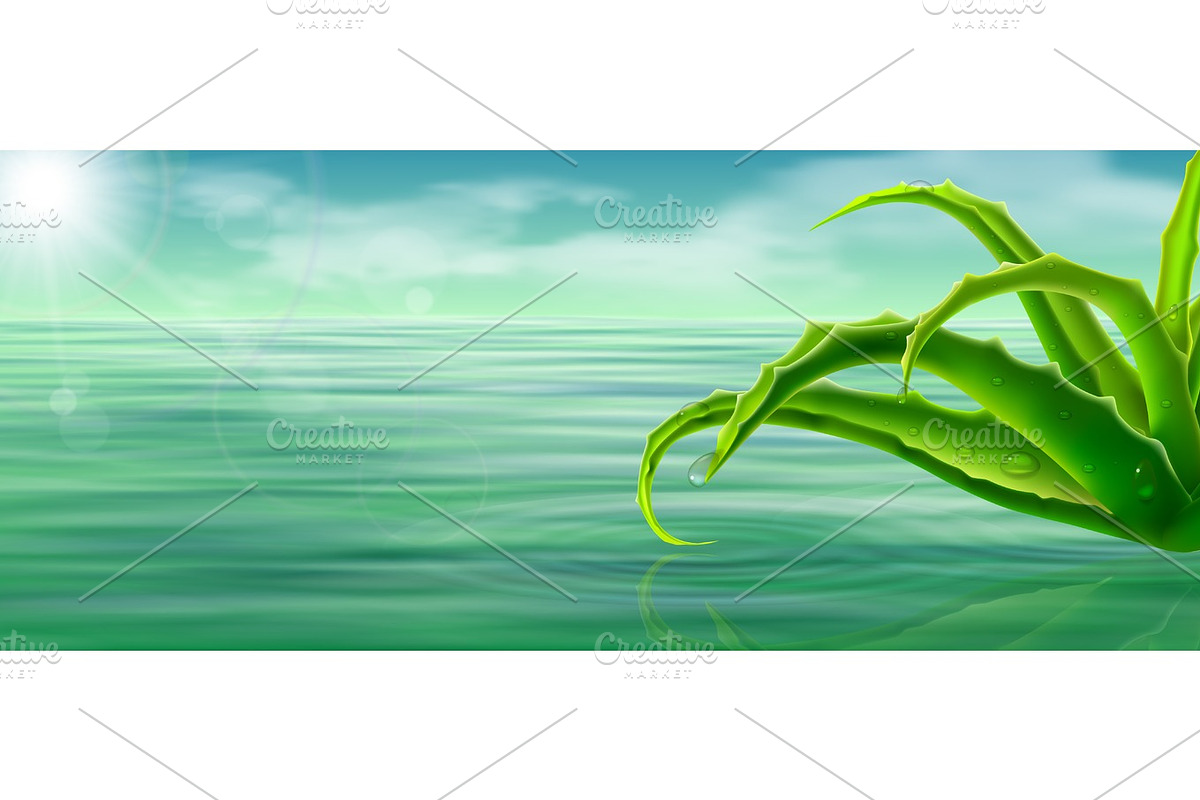 aloe vera on water surface background, an Object Graphic by belander