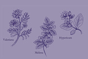8 hand drawn flowers and herbs, a Graphic by celandine (Thumbnail 2 of 5)