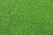 20 Grass Textures Background Pack, a Texture Graphic by TrueMitra Designs (Thumbnail 2 of 4)