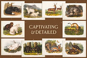 25 Vintage Mammal Prints by Audubon, an Animal Illustration by The Object Atlas (Thumbnail 4 of 10)