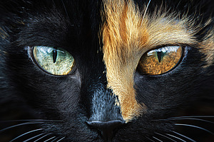 Cat in two tone colors, black and ginger, an Animal Photo by AlyaAnd