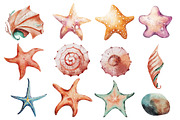 Seashells Watercolor Illustrations, an Object Illustration by Evgeniia (Thumbnail 2 of 3)