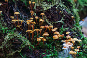 Mushrooms In The Forest Photography, a Nature Photo by Full Circle Design Studio (Thumbnail 32 of 38)
