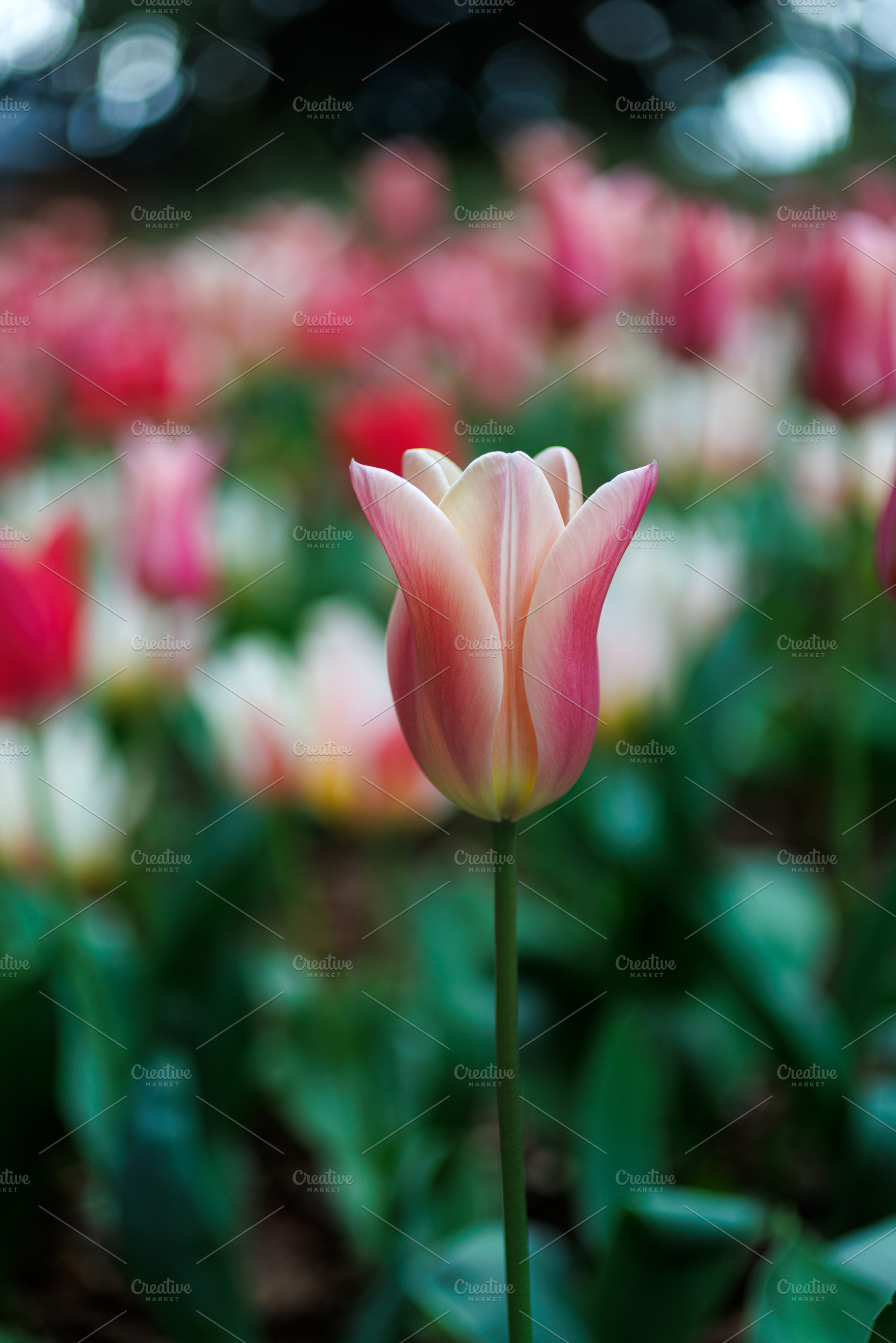 Close-up of colorful tulips, a Nature Photo by Bepslabor