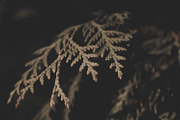 Dark green backgrounds, a Nature Photo by Alekseyliss (Thumbnail 3 of 10)