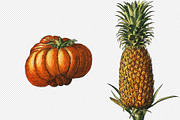 Fruit and Vegetable Art Collection, a Food Illustration by Illusiongraphic (Thumbnail 14 of 14)