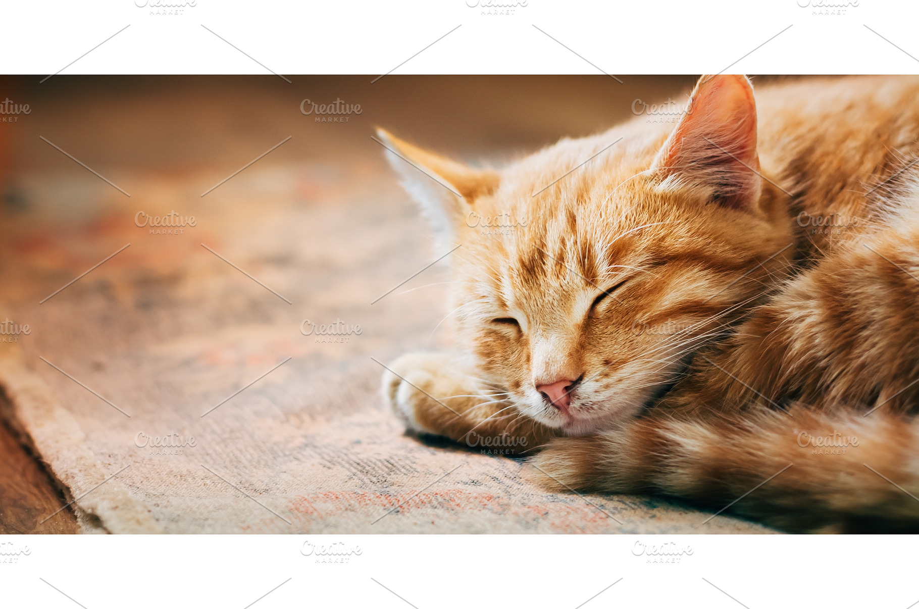 Close up of Small Peaceful Orange, an Animal Photo by Our Amazing World