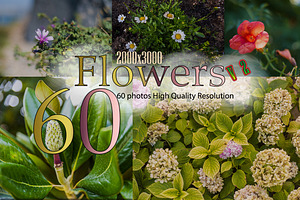 60 Flowers V2