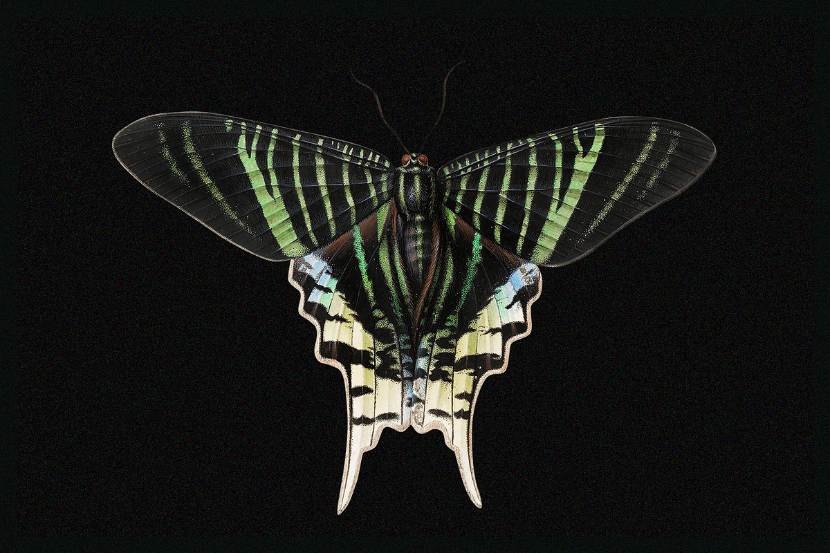 370+ Butterflies Cliparts, an Animal Illustration by Lilithcollageart (Photo 2 of 8)