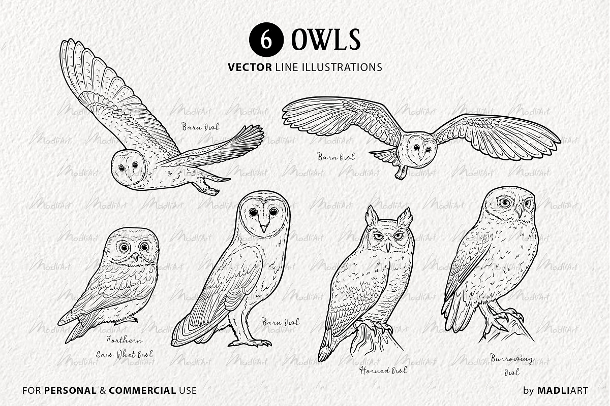Owl Vector Line Art Set, an Illustration by MadliArt (Photo 3 of 4)