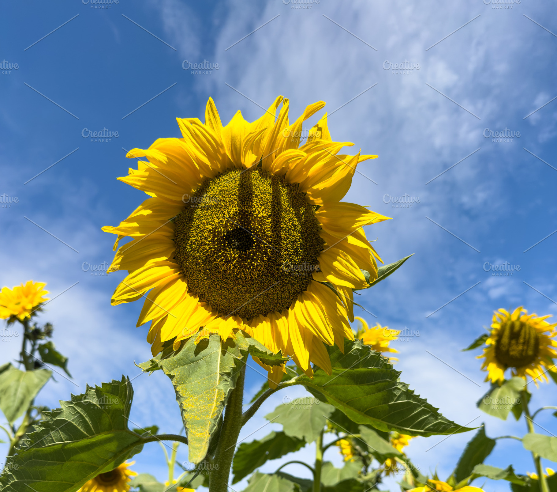 Sunflowers And Blue Sky, a Nature Photo by THP Creative