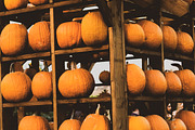 Fall Pumpkin Stock Bundle, a Holiday Photo by r.r.palacios (Thumbnail 3 of 15)