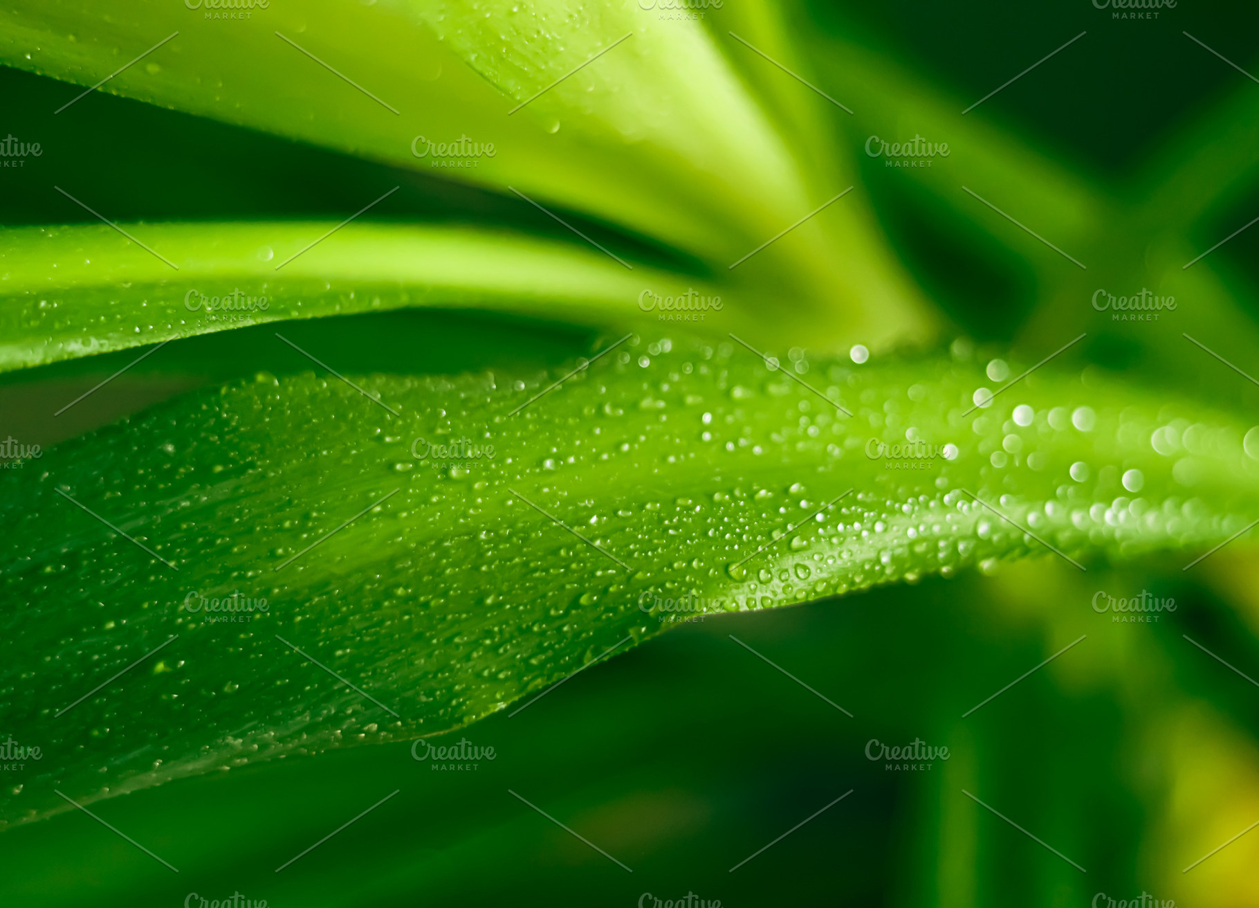 Green plant leaf surface close up, covered in small, clear water droplets, show, a Photo by Studio ANNA