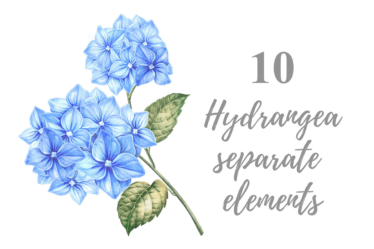 Watercolor Clipart Hydrangea flowers, a Decorative Illustration by Kotkoa (Photo 12 of 12)