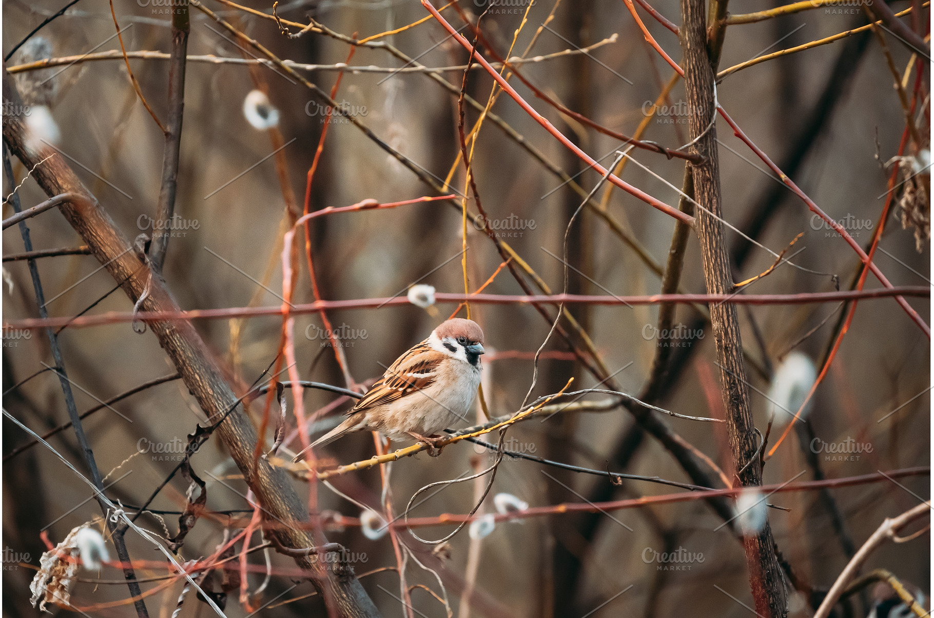 Bird Nestling House Sparrow - Passer, a Nature Photo by Our Amazing World