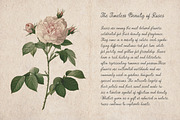 Myrtle Aroma Handwritten Script, a Handwritten Font by AnMark (Thumbnail 11 of 17)