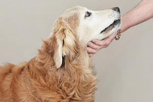 Old Dog FOUR