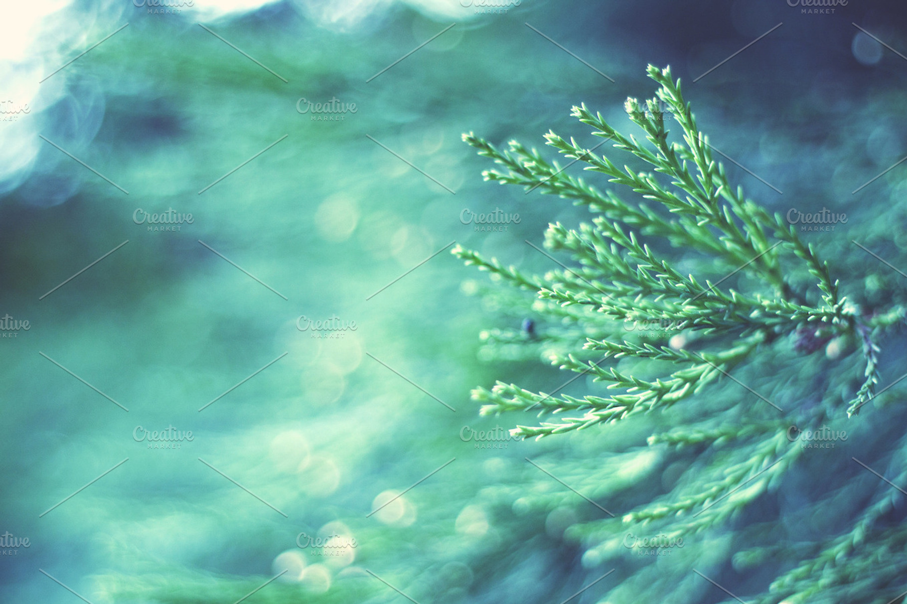 Pine Tree Featuring Pine Green And Nature