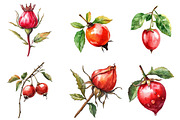 Watercolor Rose Hip Clipart, an Illustration by Watercolor design (Thumbnail 4 of 4)