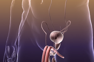 Human Reproductive & Urinary System