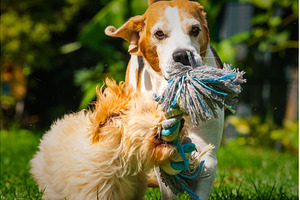 Beagle and puppy maltipoo playing, an Animal Photo by MadPhotos
