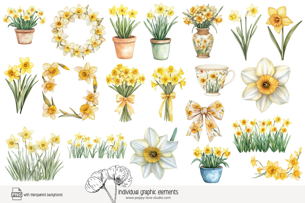 100 watercolour daffodil clip art, a Seasonal Illustration by Poppy Lane Studio (Photo 7 of 12)