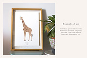 Zebra & Giraffe Illustrations - PNGs, an Animal Illustration by LaurenFittonIllustration (Thumbnail 3 of 9)