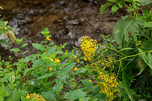 Yellow wildflowers blooming, a Nature Photo by Elena Vagengeim
