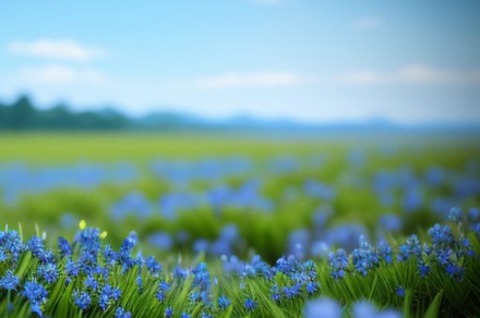 Blue flowers still life photograph, a Nature Photo by ComfortQ