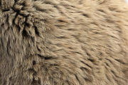 Collection of 38 fur pillows, an Object 3D Model by 3dmitruk (Thumbnail 54 of 112)