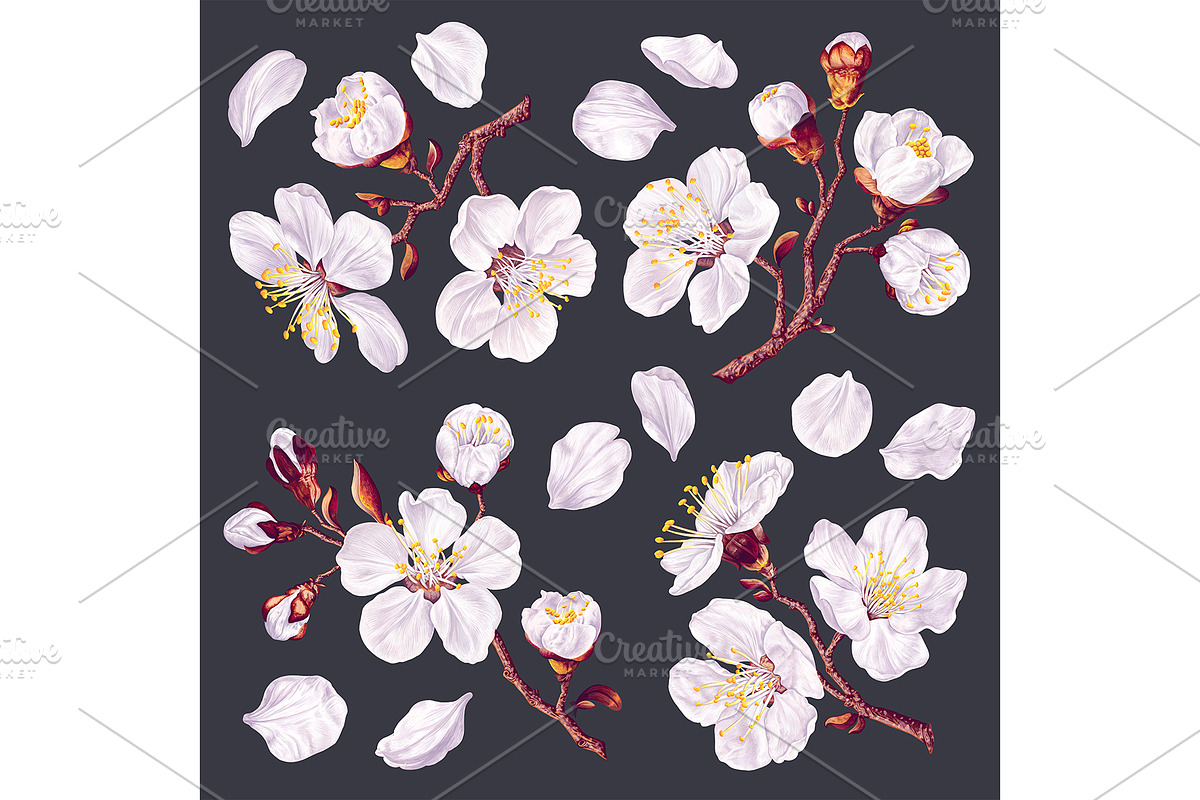 Apricot Branches Big Floral Set, an Illustration by MarynaPetrovska (Photo 18 of 23)