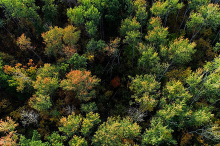 Aerial wood drone trees foliage in autumn forest, a Nature Photo by Photo Drive Studio