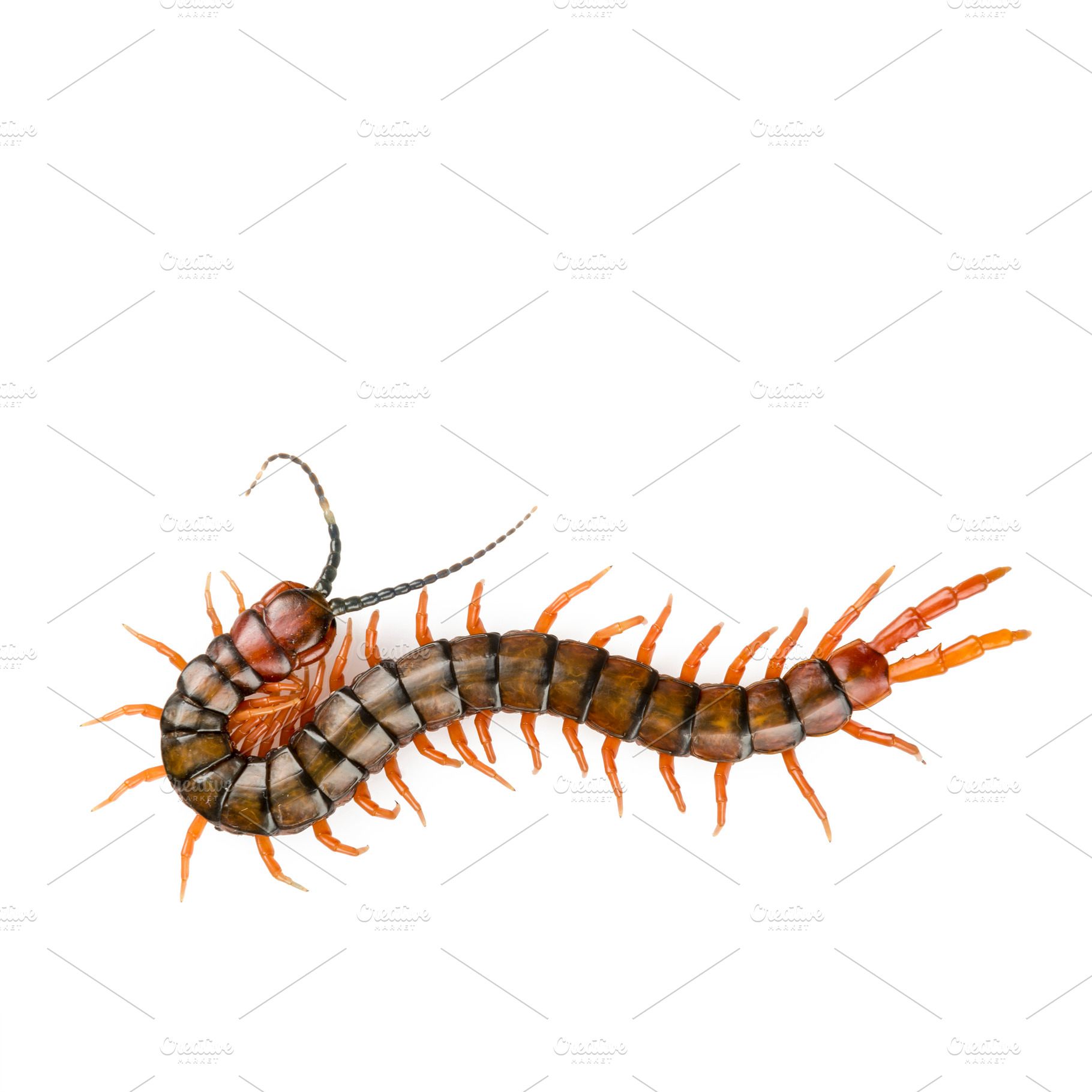 Centipede Isolated, an Animal Photo by THP Creative