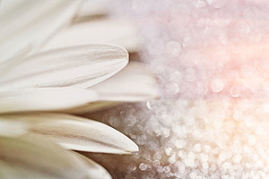 Flower sparkles pink white containing flower, sparkles, and pink