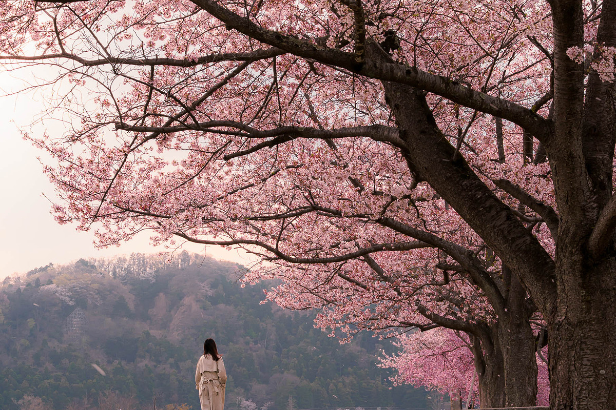 Cherry Blossom Landscape 5 Photos, a Nature Photo by Silent Nature (Photo 6 of 6)