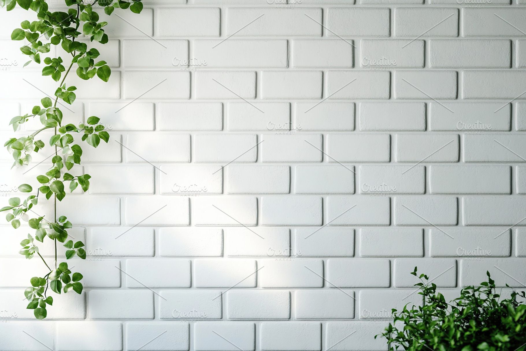 White ceramic tile wall background with green leaves, a Nature Photo by AlyaAnd