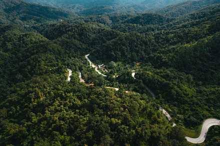 mountain road and green trees from above, a Nature Photo by Art Rachen