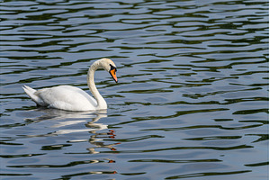 Side view of a swan gliding on the, an Animal Photo by Backyard Stock