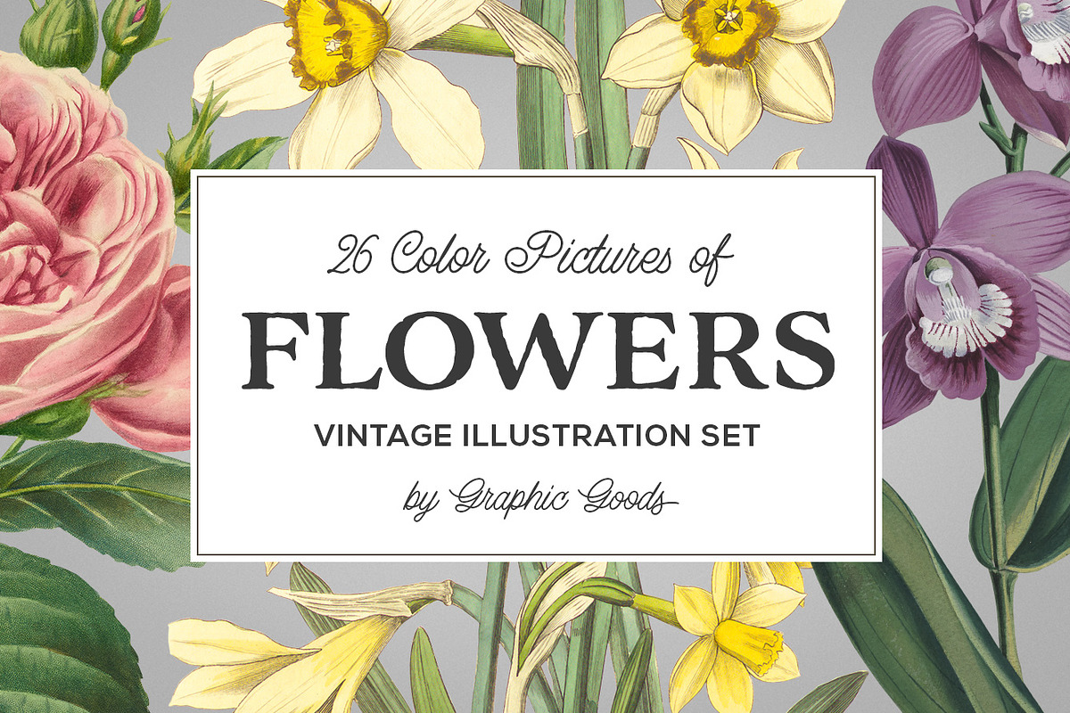 Vintage Illustrations of Flowers, an Illustration by Graphic Goods (Photo 1 of 9)