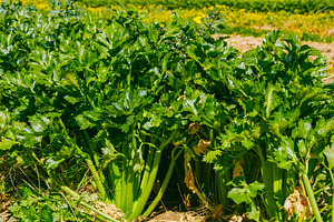 green celery plants under bright sun, a Photo by Nito