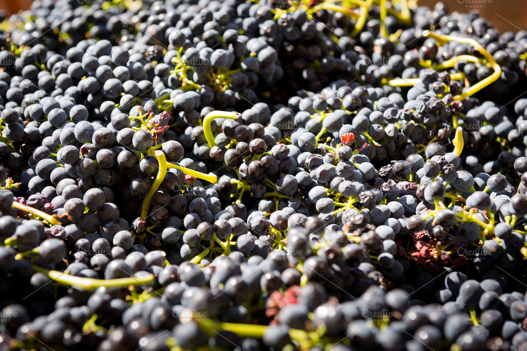 Grapes, a Food & Drink Photo by THP Creative