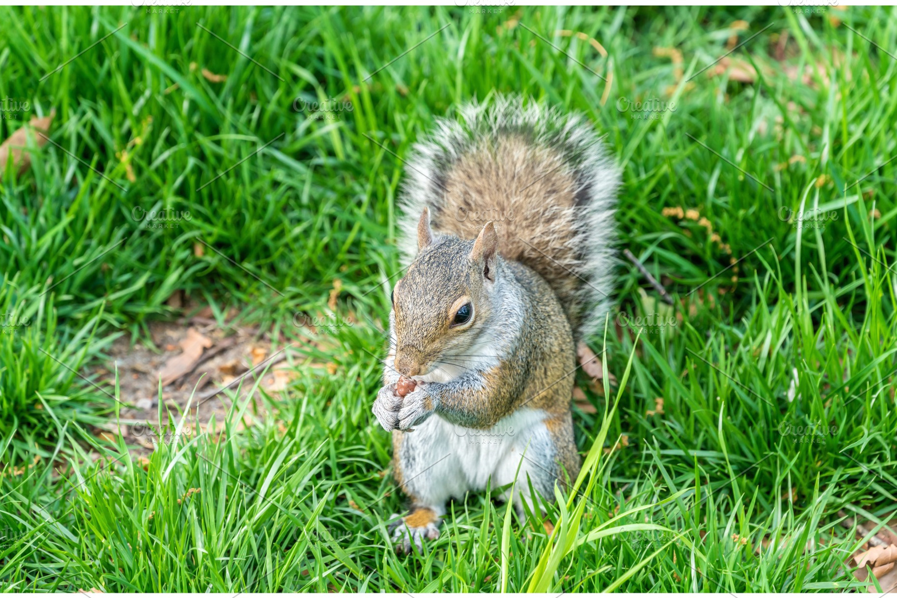 Eastern Gray Squirrel eating a peanut in New York City, USA, an Animal Photo by Leonid Andronov