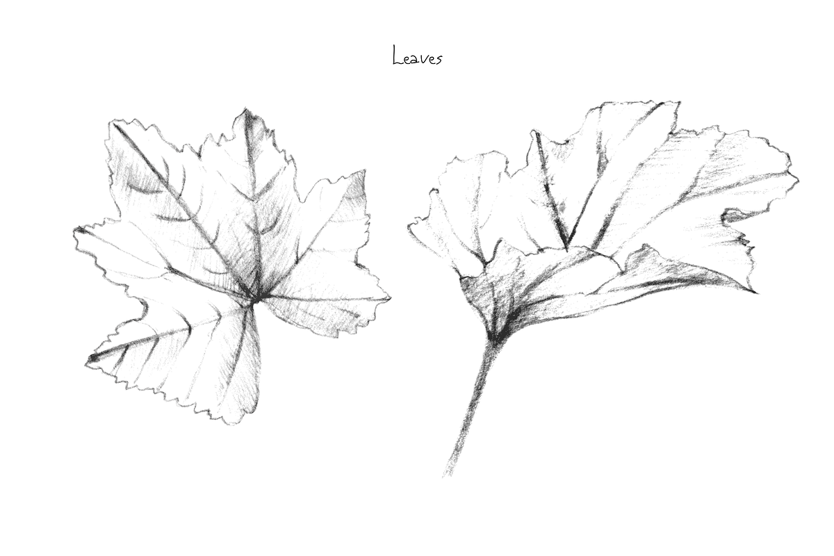 Malva (Mallow) Hand Sketches, an Object Graphic by VictoriaKStudio (Photo 3 of 8)