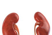 Human internal organs, a Characters & Person 3D Model by konstantin.ermolaev (Thumbnail 27 of 46)