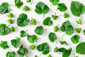 Strawberry leaf on white background, a Nature Photo by AlyaAnd
