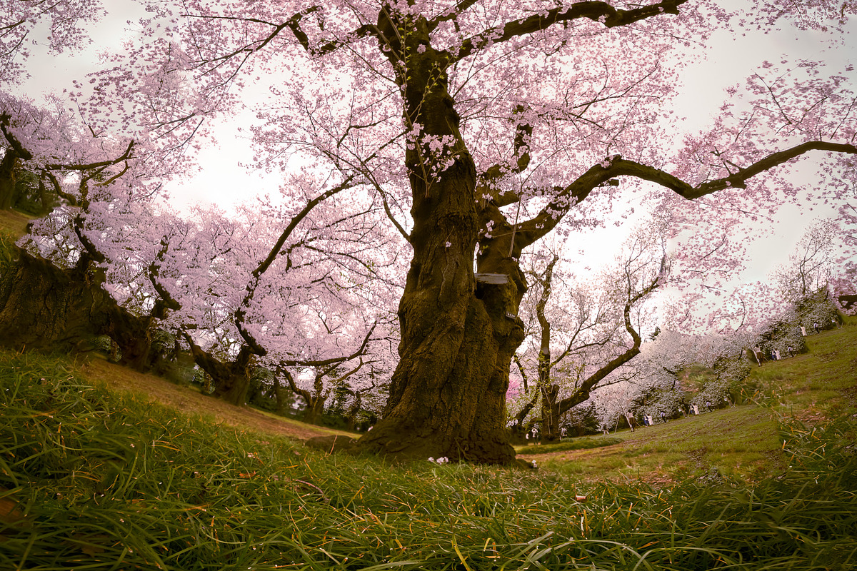6 photos, Cherry Blossom gardens, a Nature Photo by Silent Nature (Photo 2 of 6)