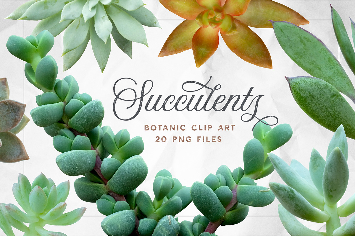 Succulents - Real Botanic Specimens, an Object Graphic by Turning Moss (Photo 2 of 12)