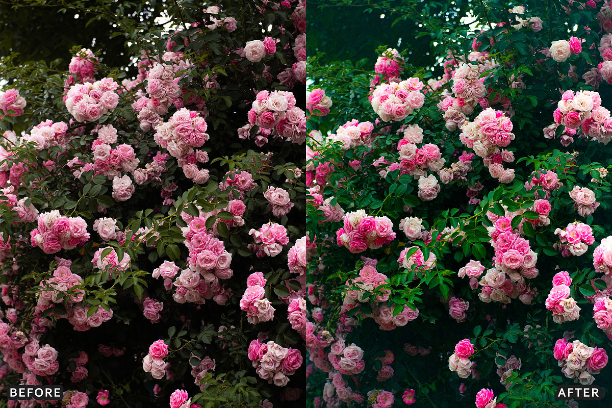 Rose Velvet Bloom Lightroom Presets, a Preset Add-On by AAA Presets (Photo 7 of 12)